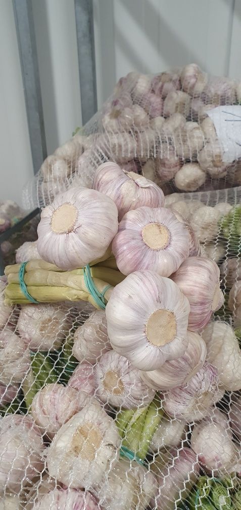 Venderé ajo de 0.45-0.95 Español, egipcio, polaco Precios desde 0.80gr