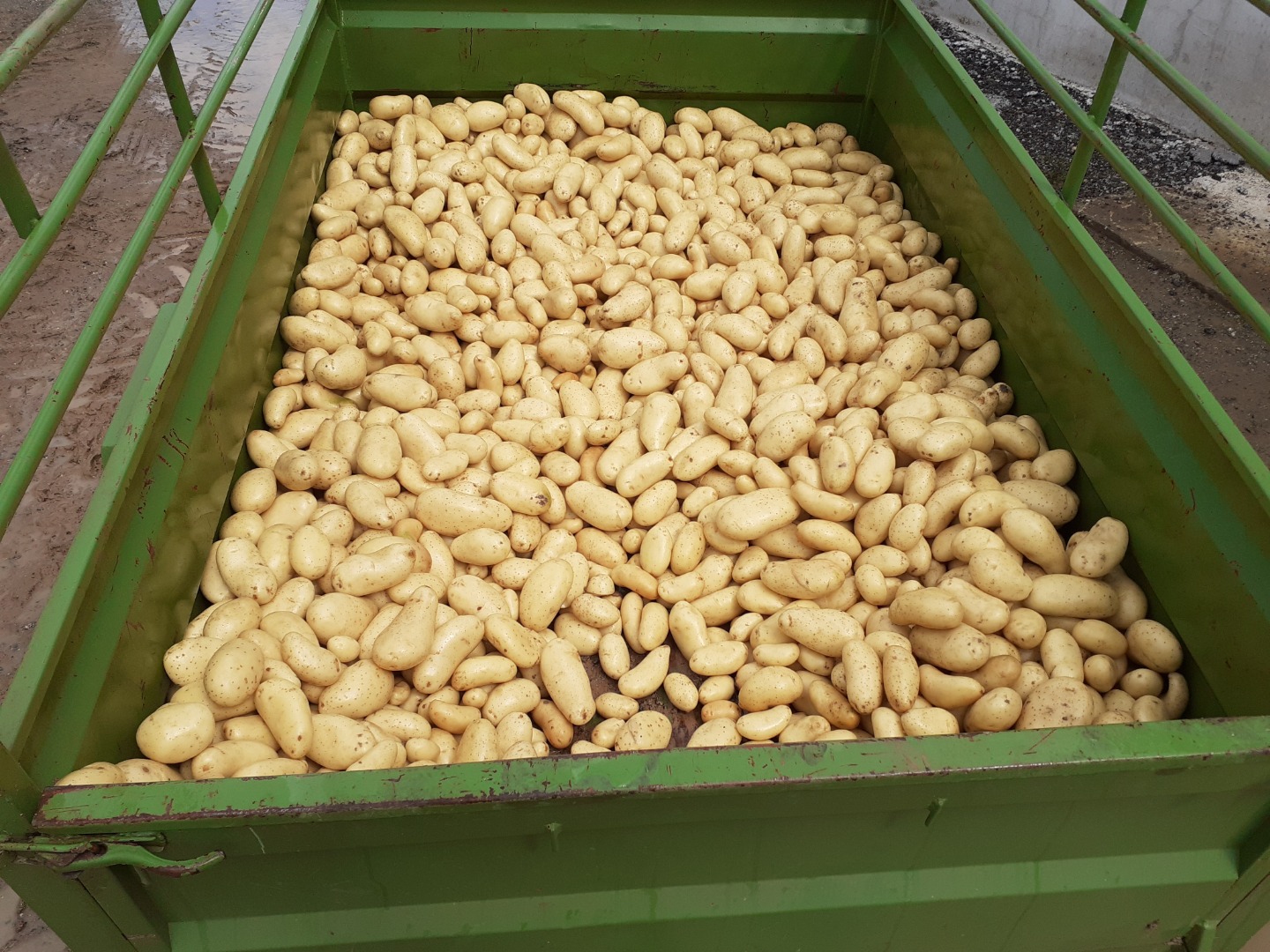 Calidades disponibles de papas de alta calidad (sunita, aliant, gwene, chalinsberg, jassy, soprano) calibre entre 50-110 dependiendo de la variedad