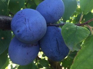 ciruelas frescas