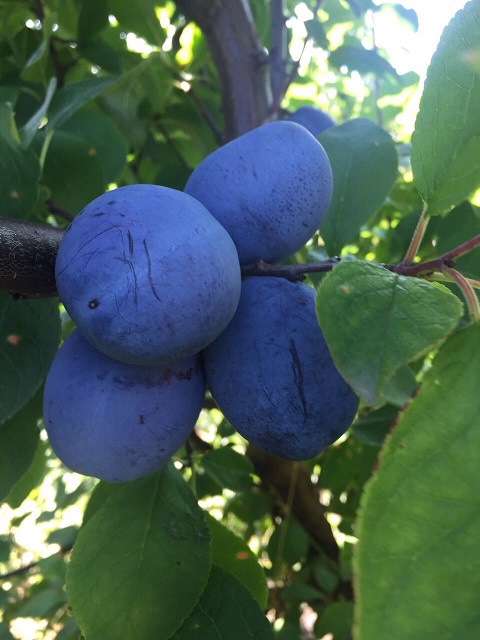 ciruelas frescas