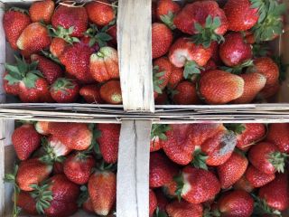 Venderé fresas, preferiblemente a Katowice