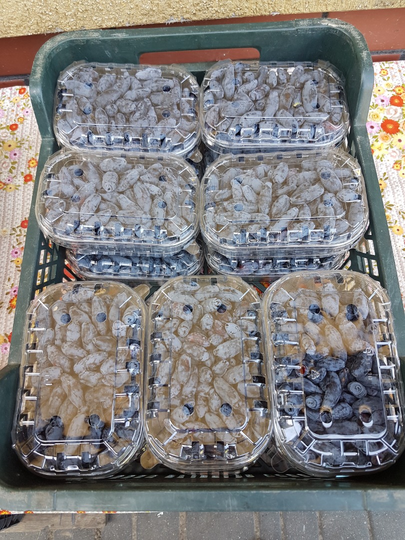 Venderé bayas de Kamchatka de mi propio huerto