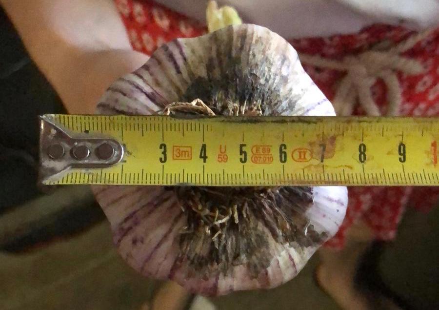 Ajo morado con un diámetro de 7 que es fresco este año sin raíces