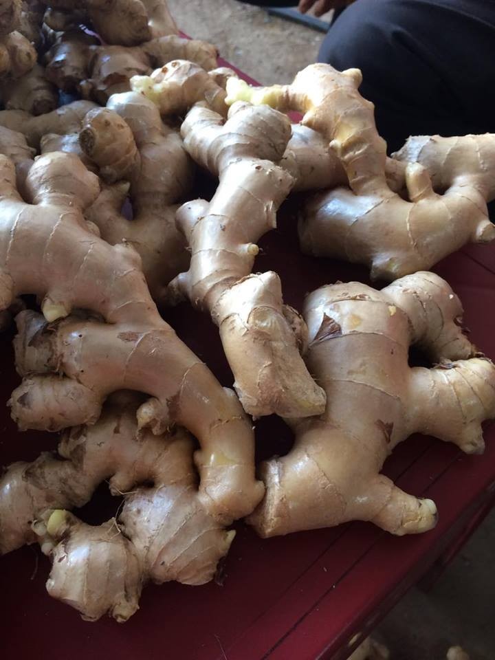 1) Variedad: Jengibre fresco 2) Lugar de origen: Tailandia 3) Tamaños: 50g y más, 100g y más, 150g y más, 200g y más, 250g y más, 300g y más, 350g y más, etc