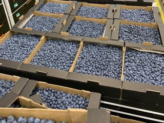 Ofrecemos arándanos en estos envases: - 3 kg a