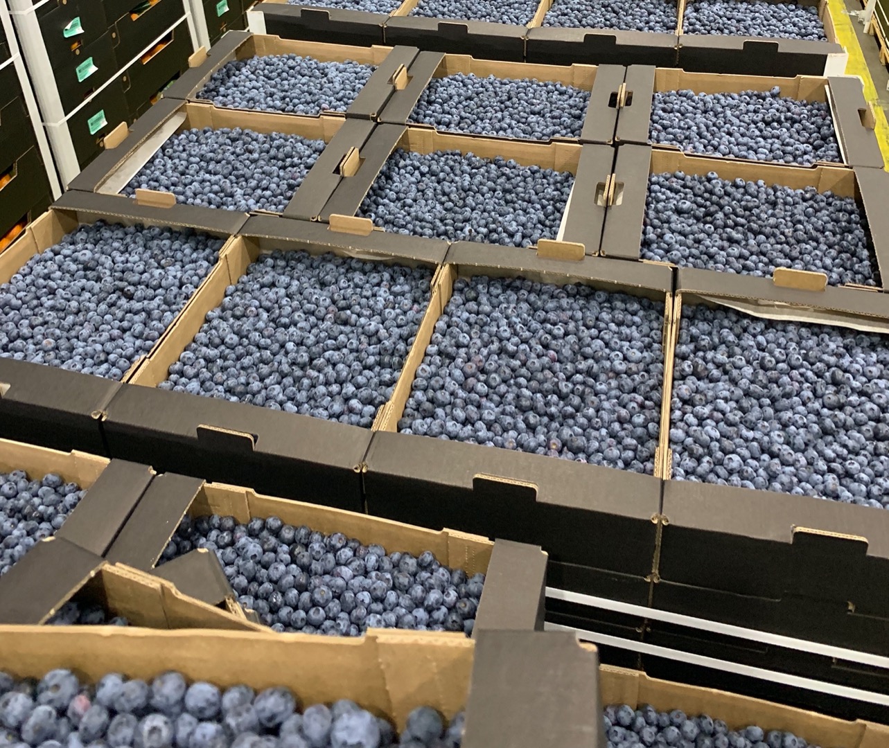 Ofrecemos arándanos en estos envases: - 3 kg a granel en cajas de 300 * 400 mm; - Cestitos de 0,125 kg sin etiqueta; - Cestitos de 0,250 kg sin etiqueta
