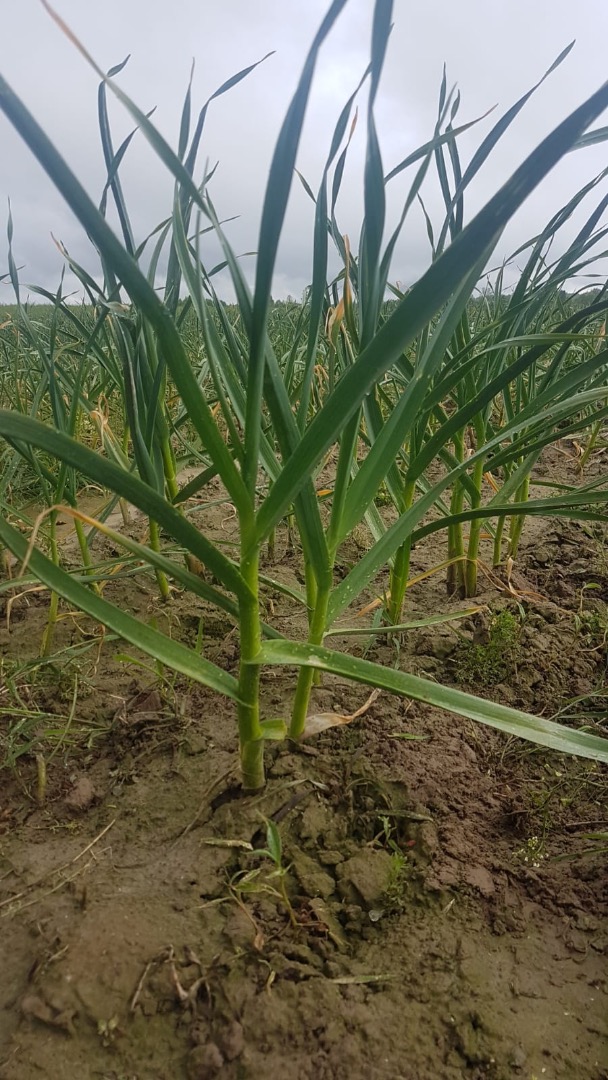 Venderé grandes cantidades de ajo Harnaś - del campo - cosecha a principios de julio - área - 9 ha