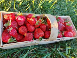 para la venta fresas orgánicas de una granja que