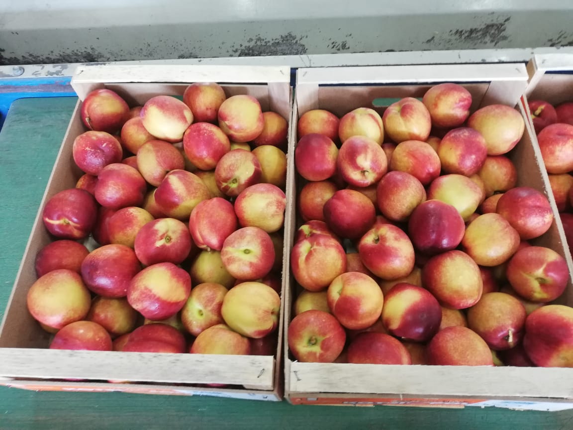 ¡Entregas directas de duraznos desde Grecia! La temporada comienza