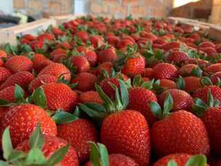 ¡Entregas directas de fresas desde Grecia! La temporada comienza.