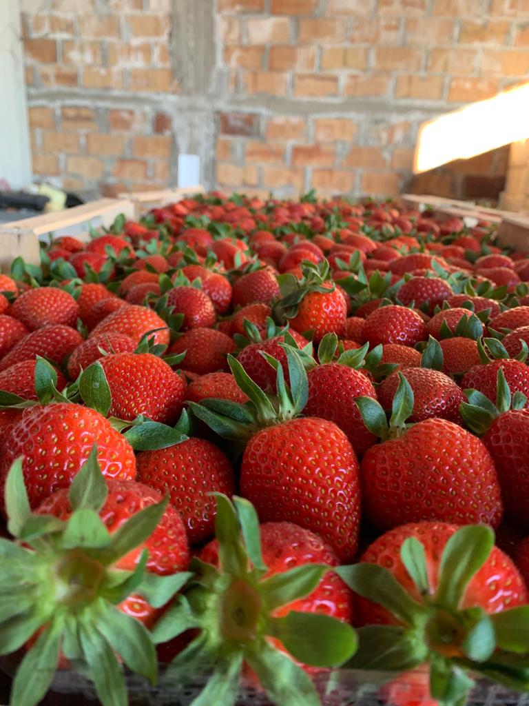 ¡Entregas directas de fresas desde Grecia! La temporada comienza