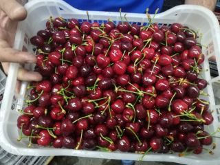 ¡Suministro directo de cerezas desde Grecia! La temporada comienza.