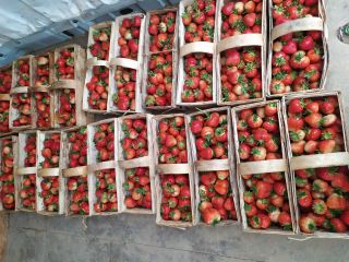 Venderé fresas frescas y sabrosas. Precio negociado. Número de