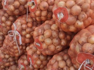 Cebollas frescas de Uzbekistán de primera calidad. Por un