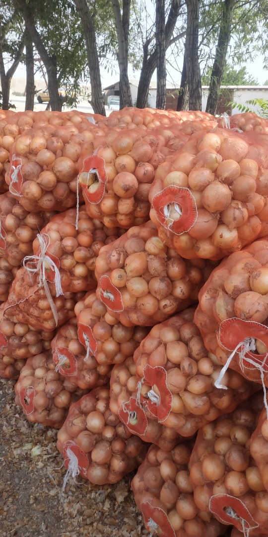 Cebollas frescas de Uzbekistán de primera calidad