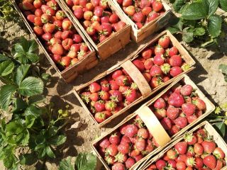 Venderé fresas grandes y bonitas, rumba y miel, opción