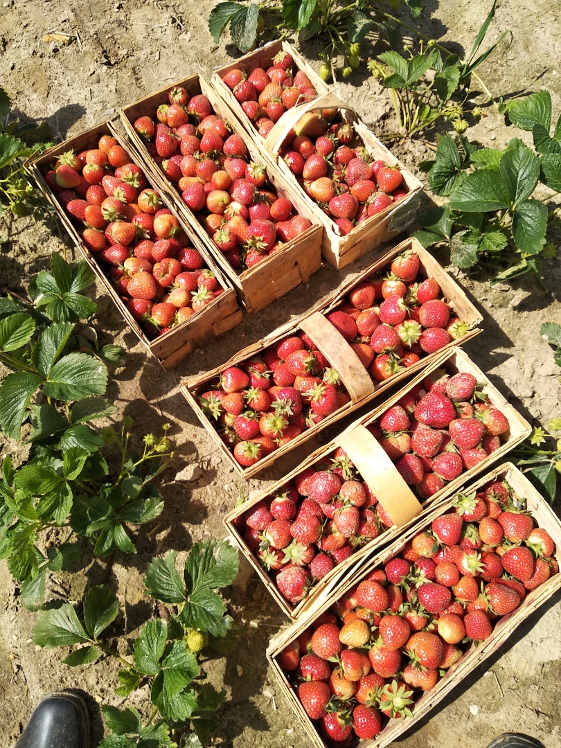 Venderé fresas grandes y bonitas, rumba y miel, opción de entrega, precio 12 PLN por cesta (2 kg), llame al