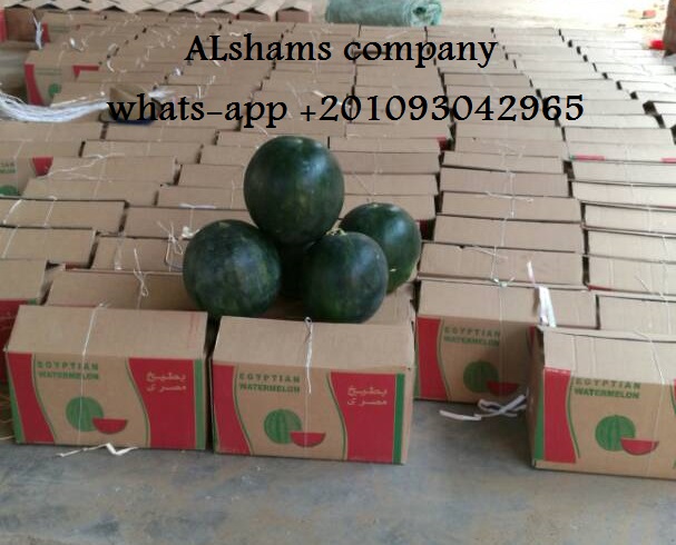 (Compañía ALshams para importación y exportación general) Oferta para todos: - ● Sandía fresca (Skata / Tawoos): • Clase A • Embalaje disponible: según