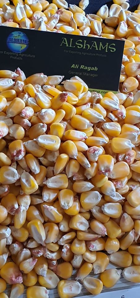 La empresa Alshams para importación y exportación en general le ofrecemos (maíz / maíz):- ●Calidad: Nuestros productos cumplen con los estándares