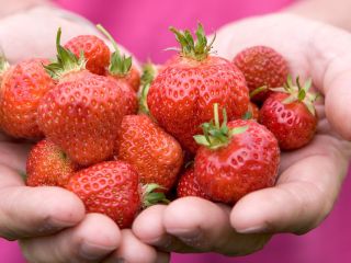 Venderé fresas frescas y rellenas cultivadas orgánicamente. 6 PLN