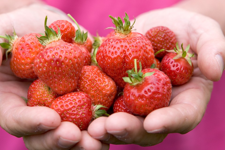 Venderé fresas frescas y rellenas cultivadas orgánicamente