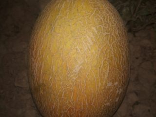 Exportamos melones frescos de la más alta calidad desde