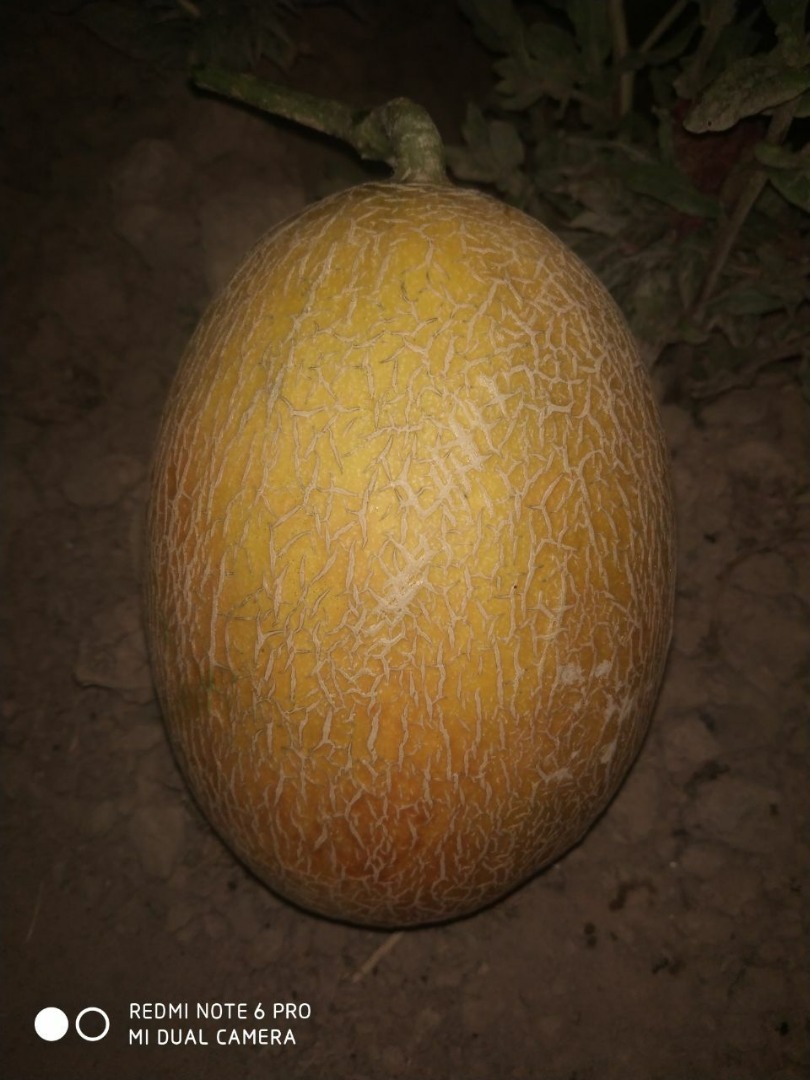 Exportamos melones frescos de la más alta calidad desde Uzbekistán