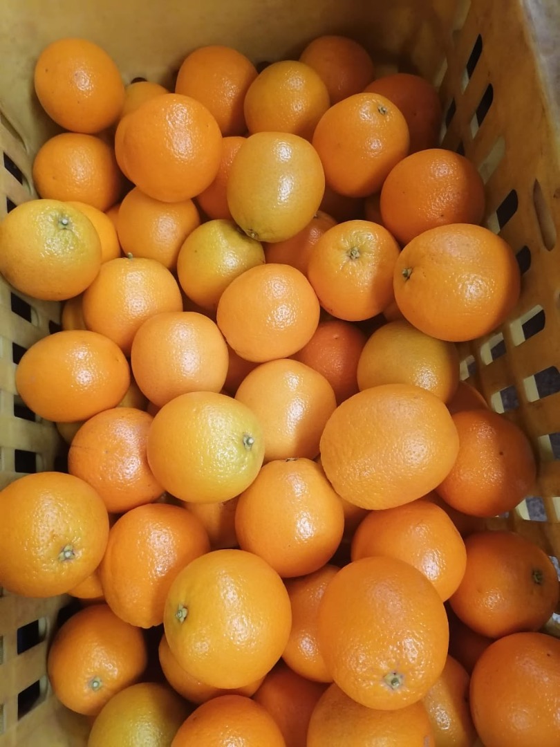 Vendemos NARANJAS de calidad fresca, contáctenos directamente por correo electrónico para obtener más detalles
