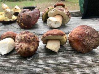 Vendemos boletus, rebozuelos y champiñones en forma fresca y