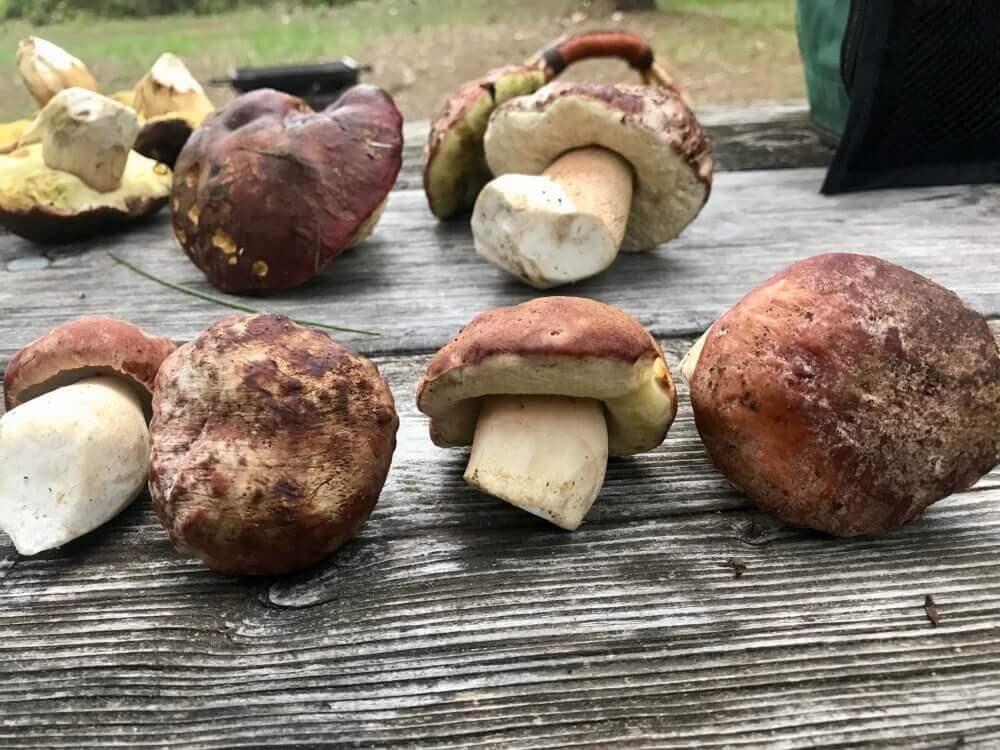 Vendemos boletus, rebozuelos y champiñones en forma fresca y seca