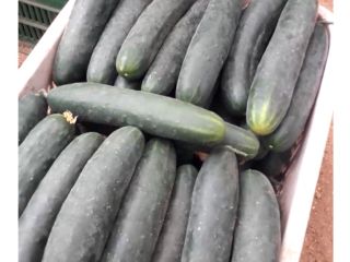 Pepino verde, clase I, cantidades al por mayor. Contacto