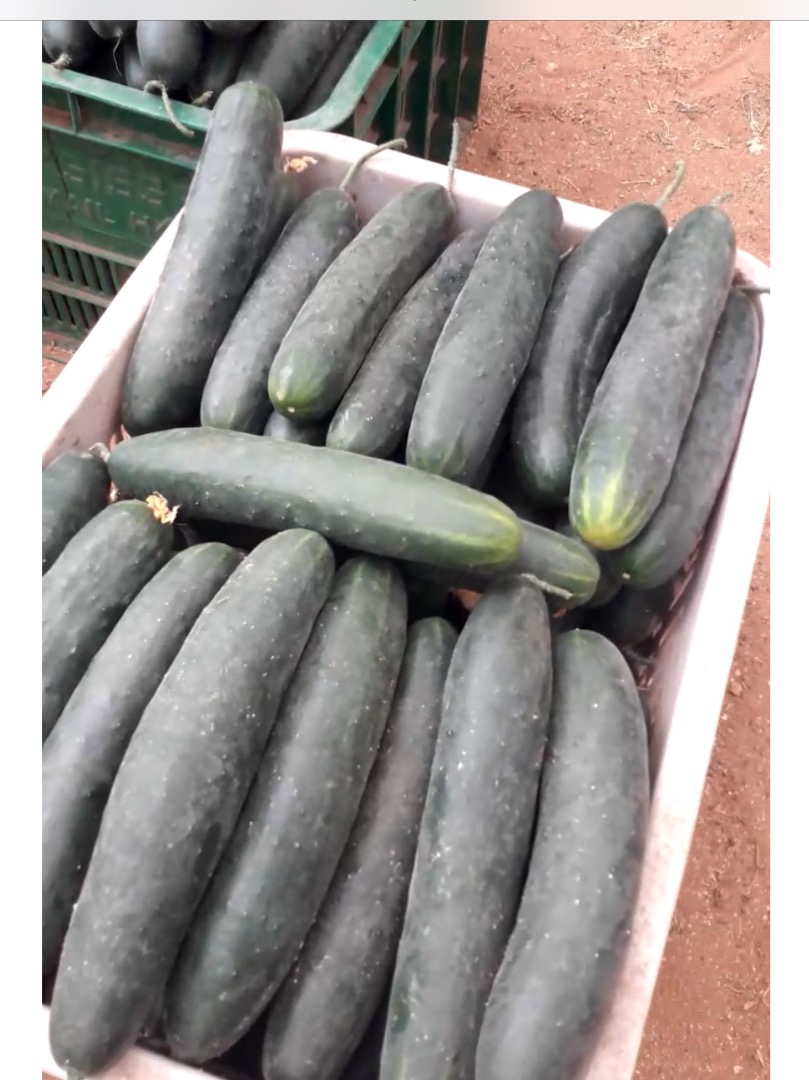 Pepino verde, clase I, cantidades al por mayor