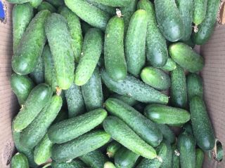 Pepino Calibre 8-14. De la máxima calidad.