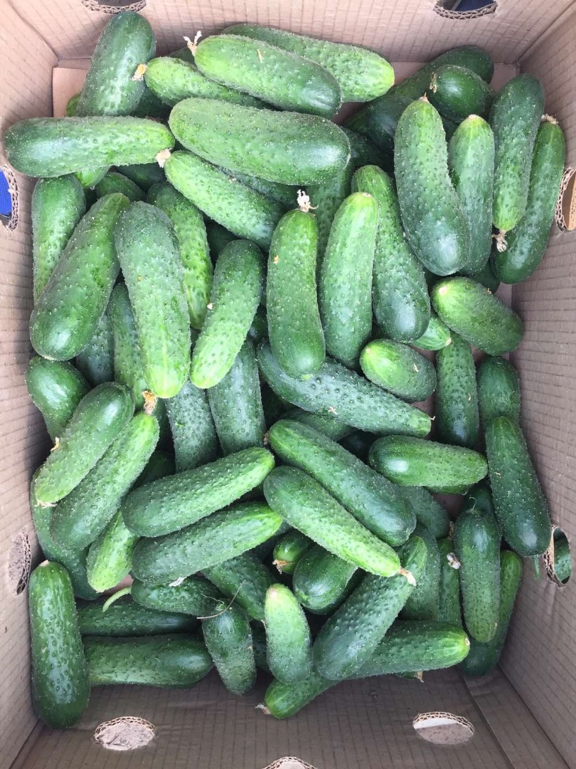 Pepino Calibre 8-14