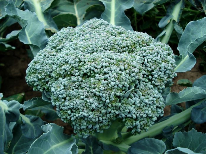 Venderé rosas frescas de brócoli directamente del campo