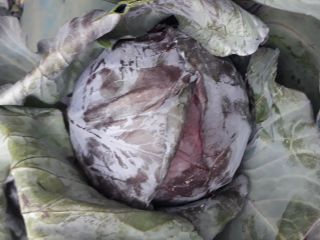 Venderé col roja, trozos, peso.