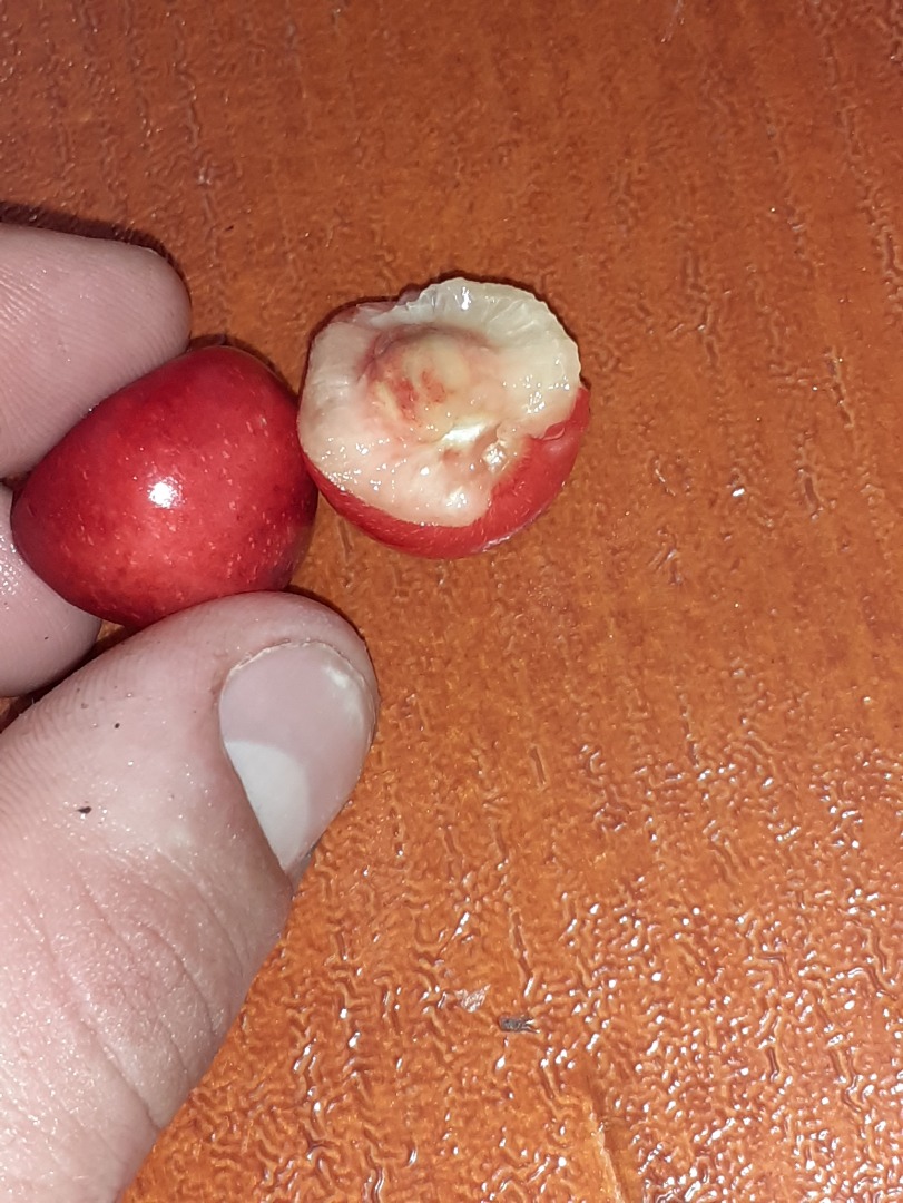 Huerta de 30 árboles 100% natural Detalles urgentes en el teléfono ¡Respetuosamente!