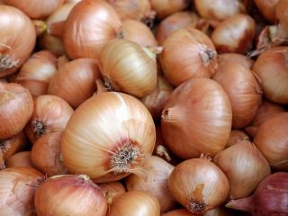 tenemos una cosecha fresca de cebolla roja y amarilla,