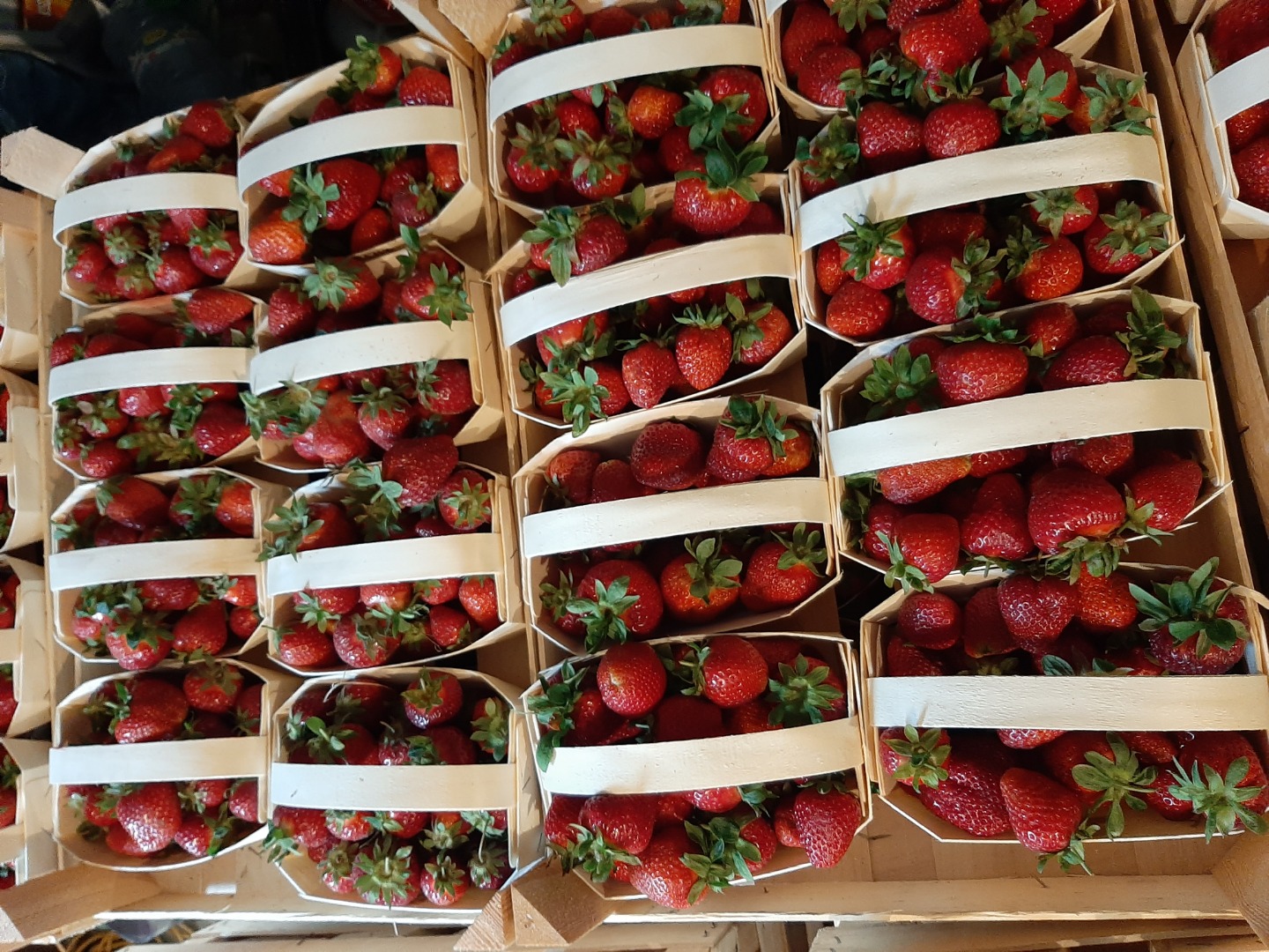 Postre de fresas variedad Grandarosa Arosa Roksana