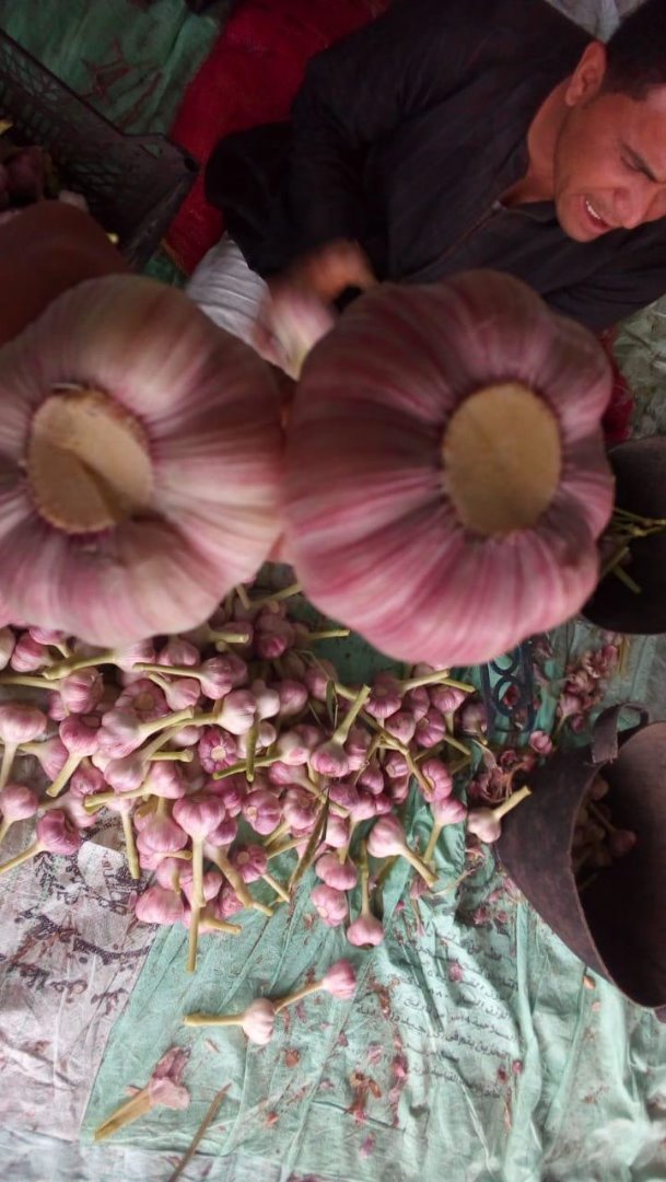 Estamos vendiendo ajo de primera clase de Egipto con varias cantidades en un embalaje de 10 kg, capacidad de contenedores de 25 toneladas para contenedores de