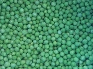Vendemos guisantes de primera clase de Egipto en varias