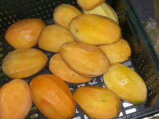 Vendemos mangos de Egipto de la más alta calidad
