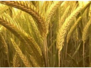 Venderé triticale 12 toneladas PLN 600 y cebada 7
