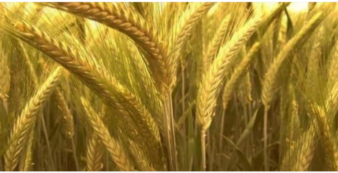 Venderé triticale 12 toneladas PLN 600 y cebada 7 toneladas PLN 620 y Bales 200 piezas PLN 100 Le animo a que se ponga en contacto conmigo