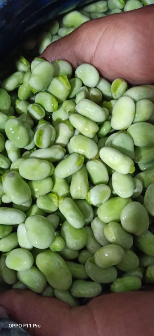 Estamos vendiendo habas de primera clase de Egipto con varias cantidades en diferentes envases en contenedores de 40 pies de capacidad de 25 toneladas