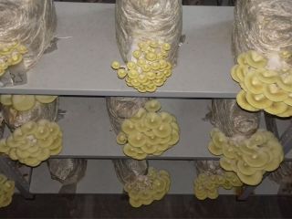 Producimos productos exclusivamente orgánicos. - Hongos Shiitake - Hongos