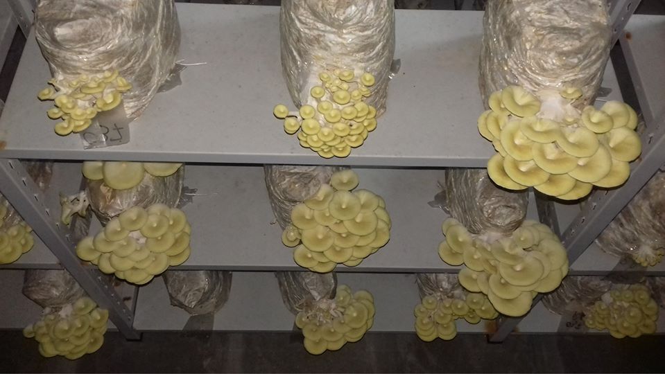 Producimos productos exclusivamente orgánicos