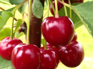 Nadwiślanka Cherry EKO Fruta combinada Pregunte sobre el transporte