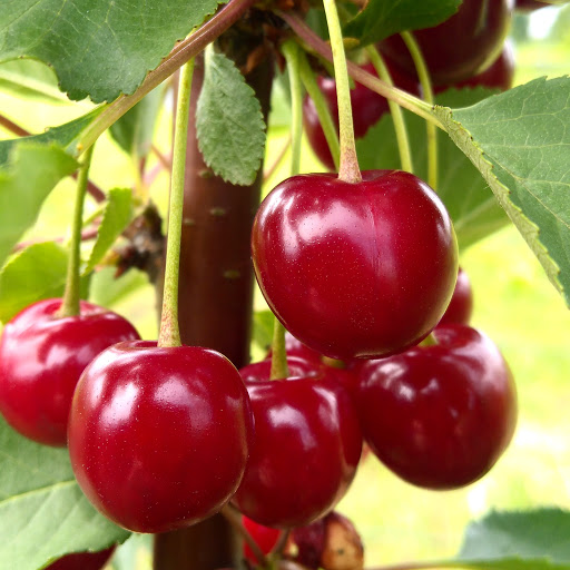 Cereza Nadwiślanka de una plantación certificada de frutas de la comuna de Voivodato de Świętokrzyskie Tarłów Proporcionaremos hasta 30 toneladas de fruta