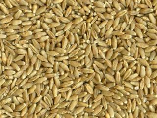 SEMILLAS Triticale es una mezcla de trigo y centeno.